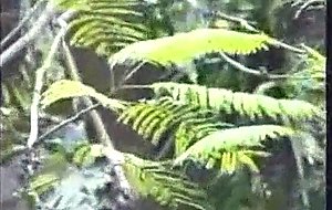 Skilful tranny gets cum after outdoor sex