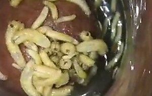 Maggots   