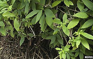 Small Tittied Exotic Teen Cummed on POV