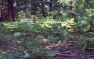Fat mature fucks in the wood, facial at the end