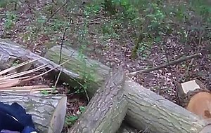 sucks in the woods
