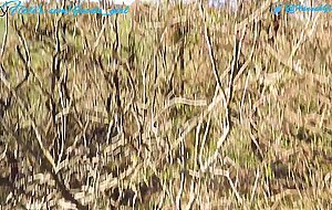 Goodegirl75, sexy teen hannah goode takes huge public facial and goes on a cumwalk