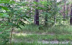 Deutsche studentin tinyemily von fremden typen auf dem heimweg ao gefickt