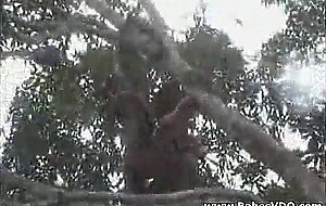 Real african amateur fuck on the tree