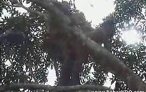 Real african amateur fuck on the tree