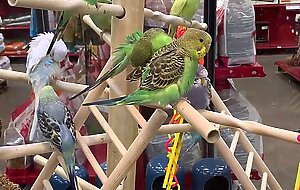 Petite teen slut khloe kapri exposed in public and sucking cock pov